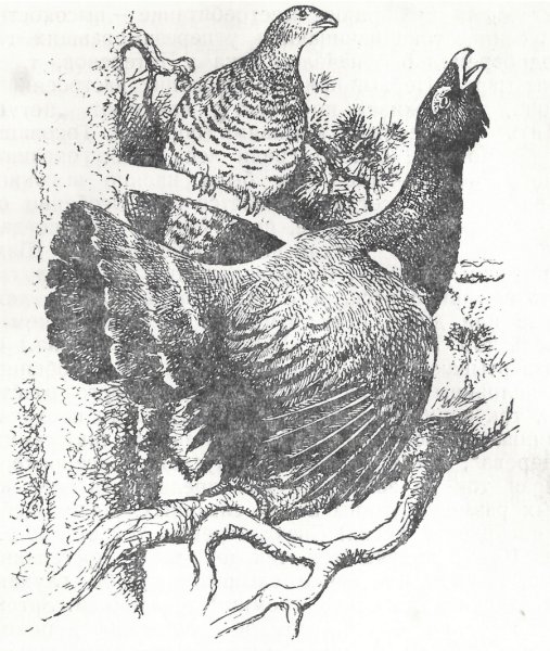 Глухарь. Гравюра Виктора Вахлюева