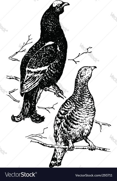 Мишень тетерев Косач