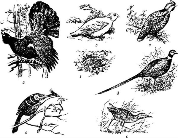 Голова тетерева рисунок