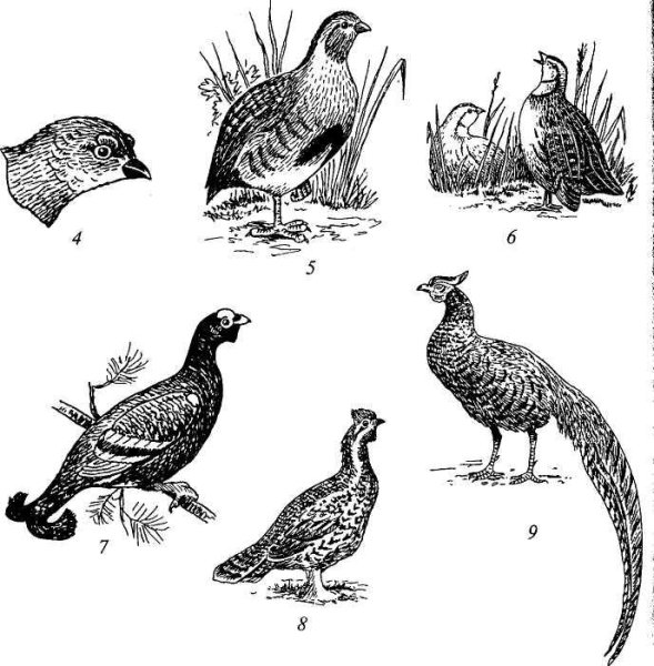 Глухарь куропатка рябчик