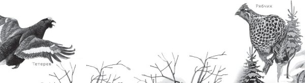 Скребицкий тетерка