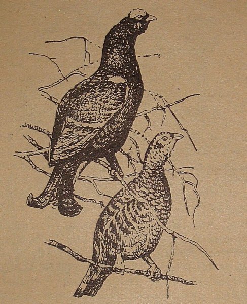 Гравюра "тетерев"