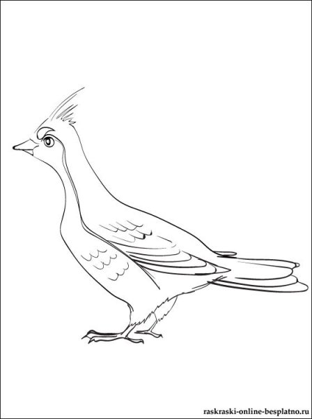 Тетерев птица раскраска