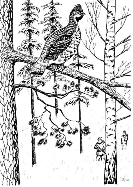 Рябчик рисунок