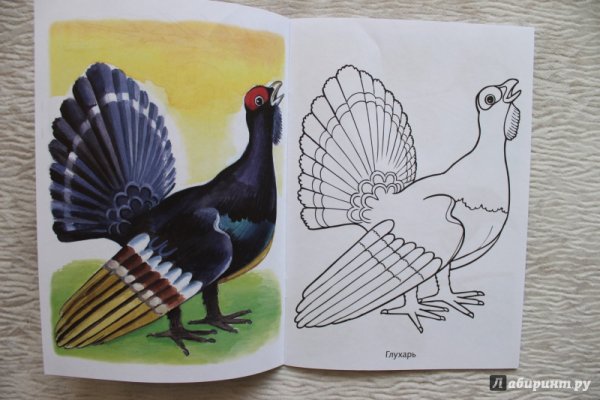 Раскраска тетерев и Глухарь