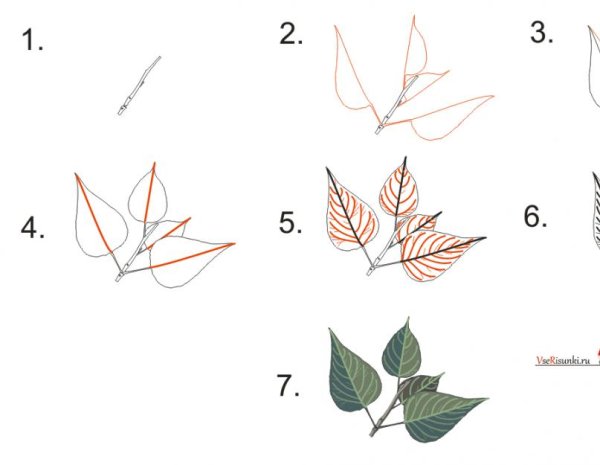 Пошаговое рисование листьев