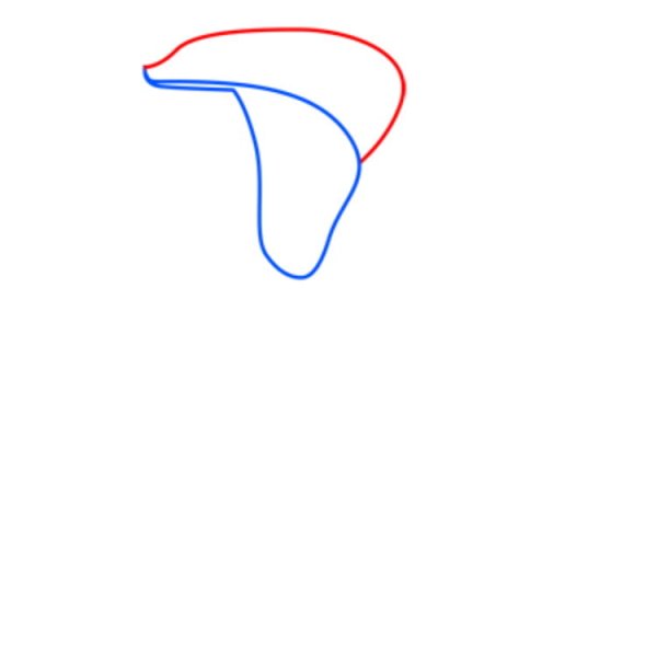 Рисунки каллы пошагово