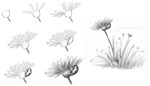 Рисование растений карандашом для начинающих