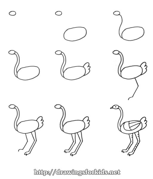 Поэтапное рисование страуса
