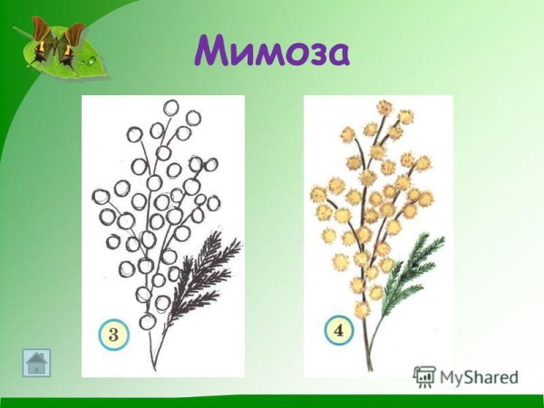 Мимоза рисунок карандашом для детей