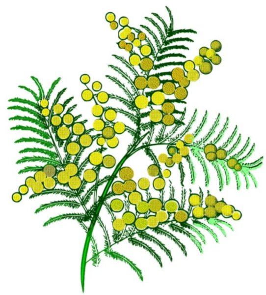 Северная Мимоза цветок