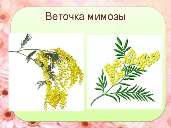 Изо веточка мимозы