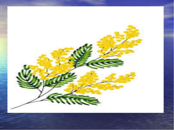 Изо веточка мимозы