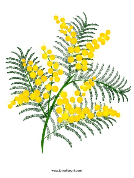 Мимоза цветок