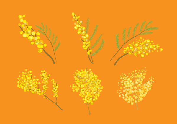 Мимоза иллюстрация