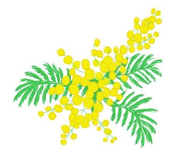 Веточка мимозы рисование