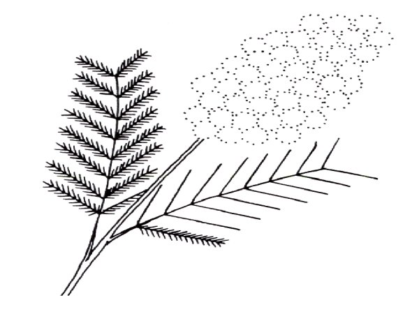 Мимоза карандашом