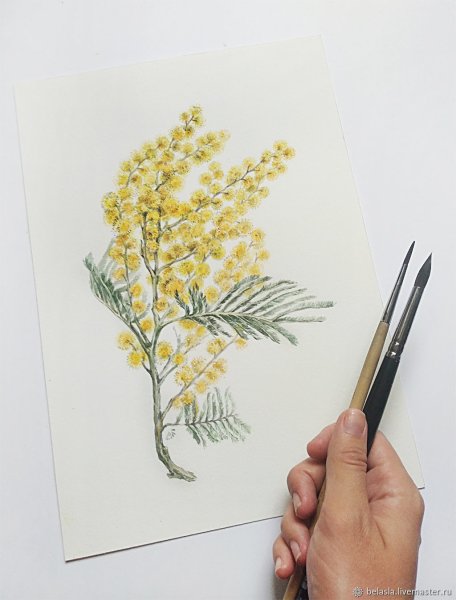 Мимоза акварель Mimosa