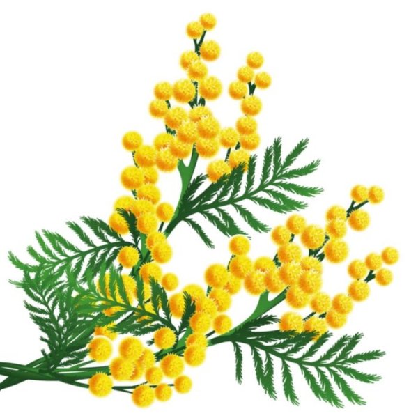 Рисование мимозы