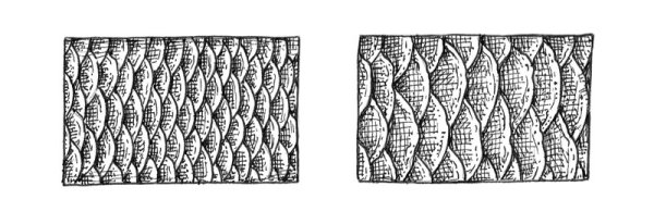 Чешуя рыбы ручкой