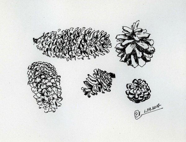 Рисунки молодых сосновых шишек