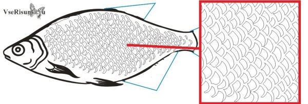 Чешуя рыбы рисунок