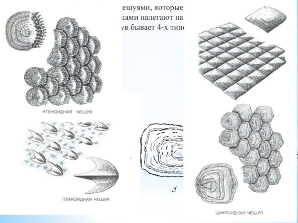 Строение ктеноидной чешуей
