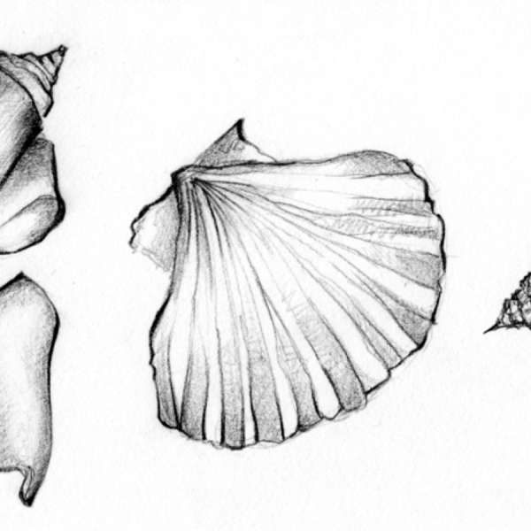 Ракушка скетч