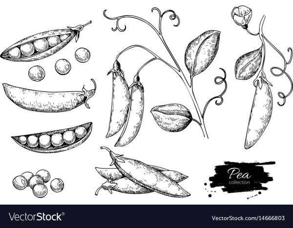 Стручок гороха вектор