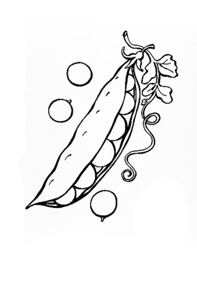 Горох раскраска