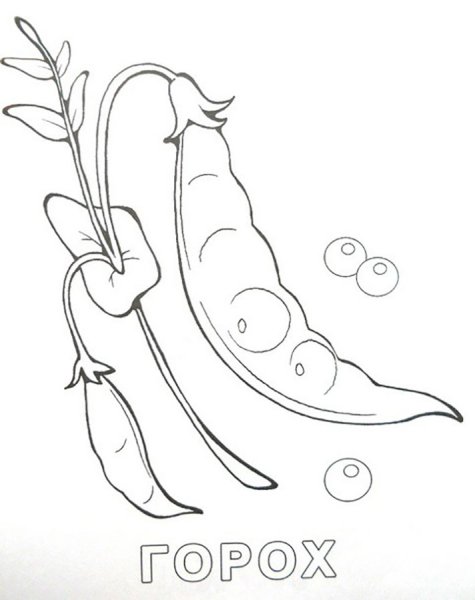 Горох раскраска для малышей