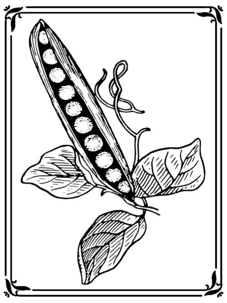Как об стенку горох рисунок