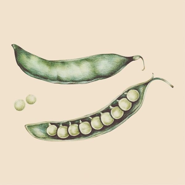 Лазающий стебель