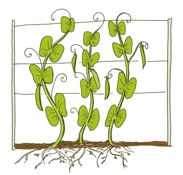 Стручок фасоли раскраска