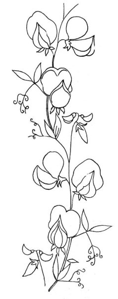 Горох рисунок карандашом