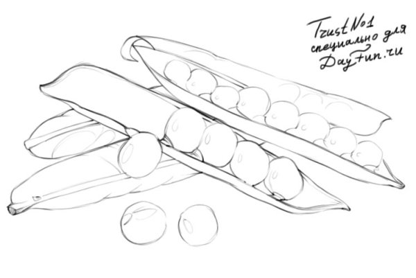 Этапы роста гороха