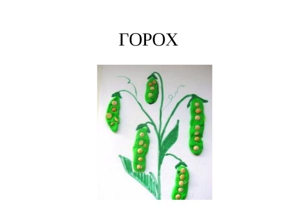 Семечко гороха раскраска