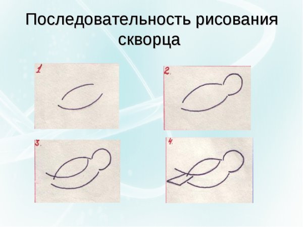 Последовательность рисования скворца