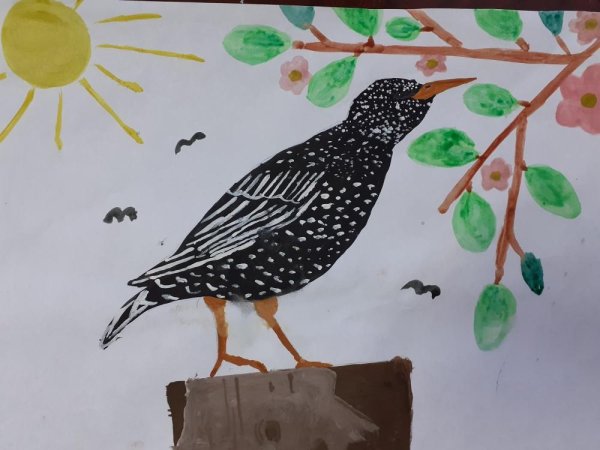 Алгоритм рисования скворца для дошкольников