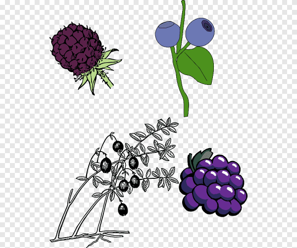 Нарисовать ежевику