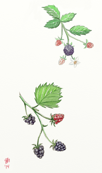 Куст ежевики рисунок