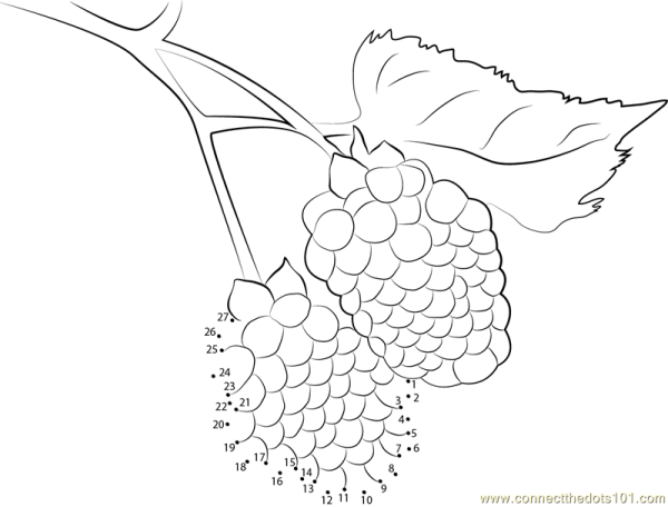 Ежевика поэтапно