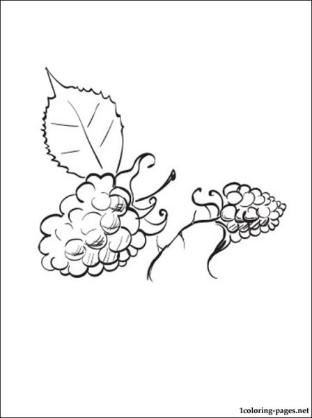 Ежевика карандашом