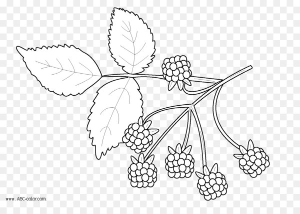 Ежевика раскраска