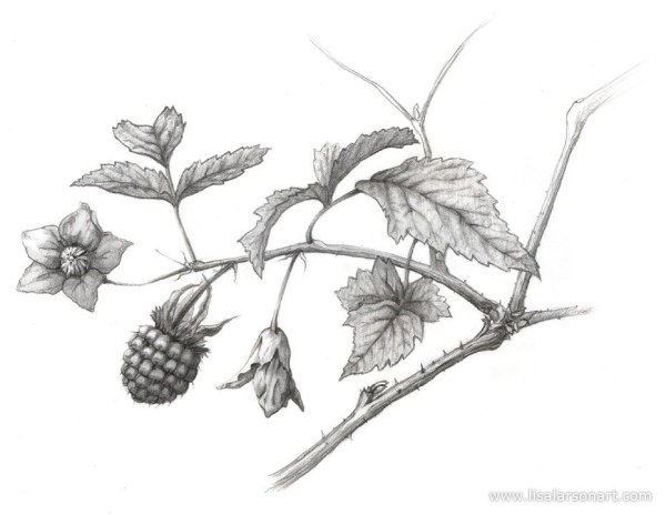 Ветка ежевики эскиз