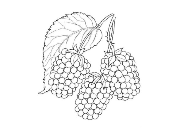 Раскраска ягоды для детей 5-6 лет