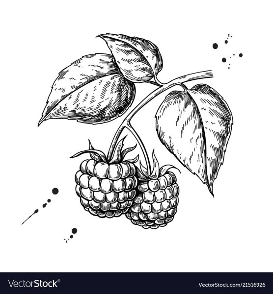 Малина набросок