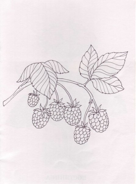 Рисунки для срисовки ягоды