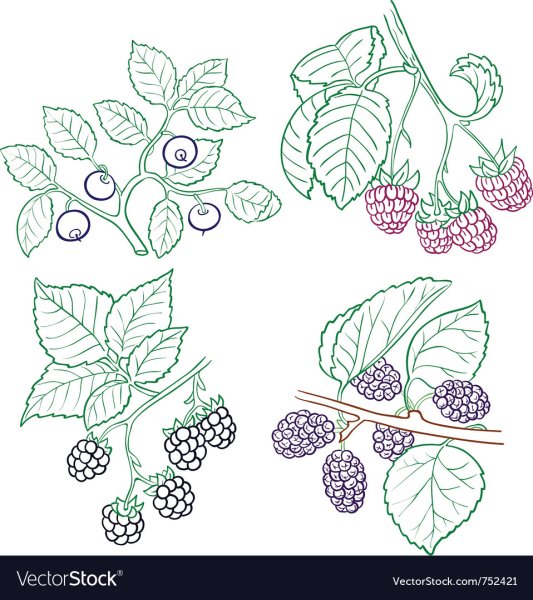 Стилизованные ягоды