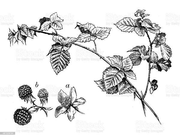 Ветка ежевики эскиз